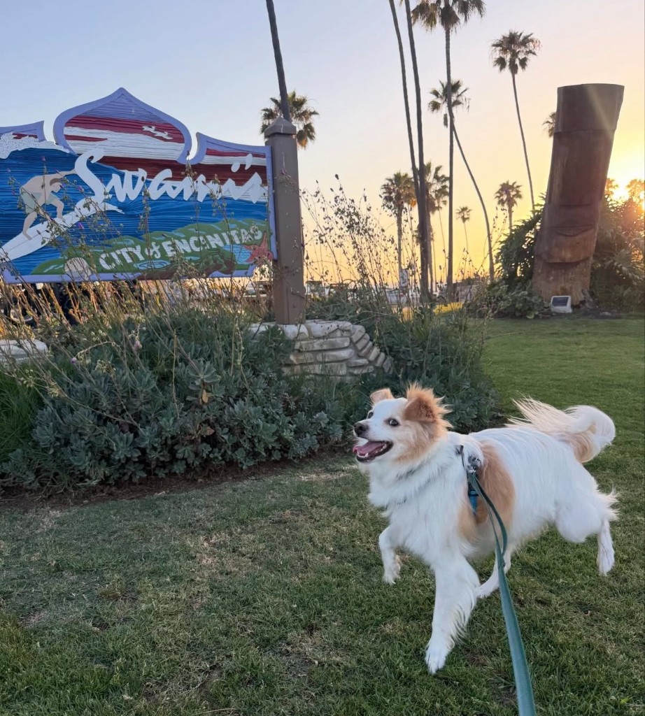 Bobson Dugnutt, a small white and tan dog on a green leash, on the grass in front of the Swami’s sign in Encinitas at sunset, palm trees behind him.
