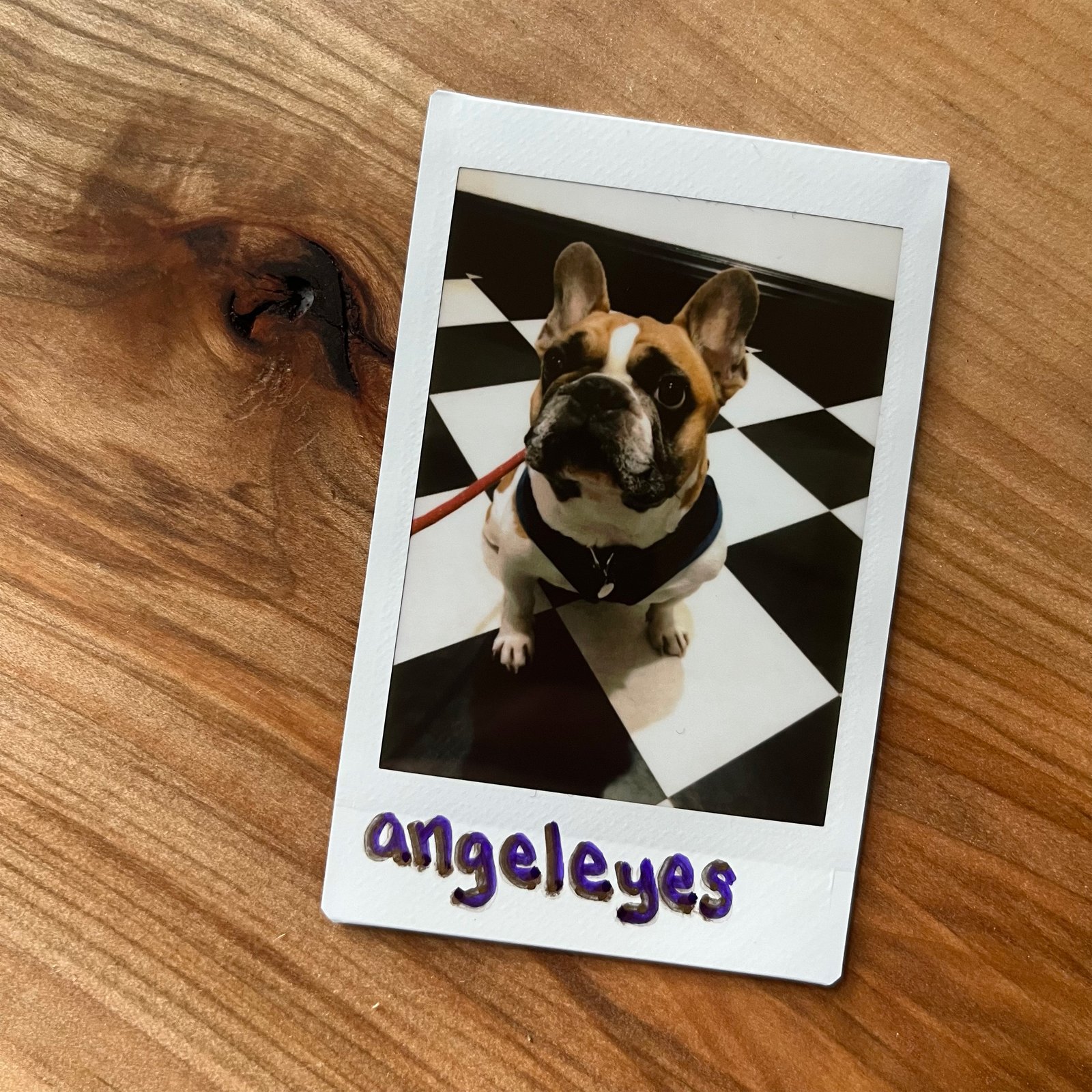 Cover for angeleyes. A polaroid of a dog on a wood table.